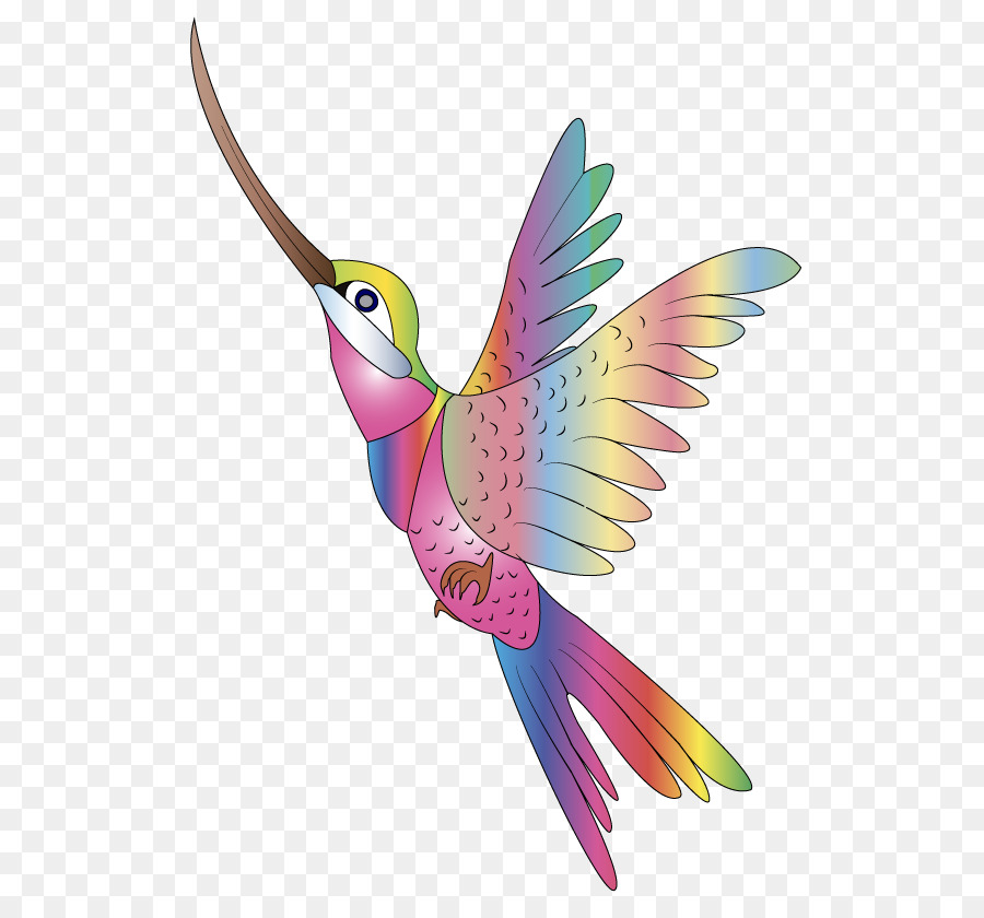 Колибри，Птица PNG
