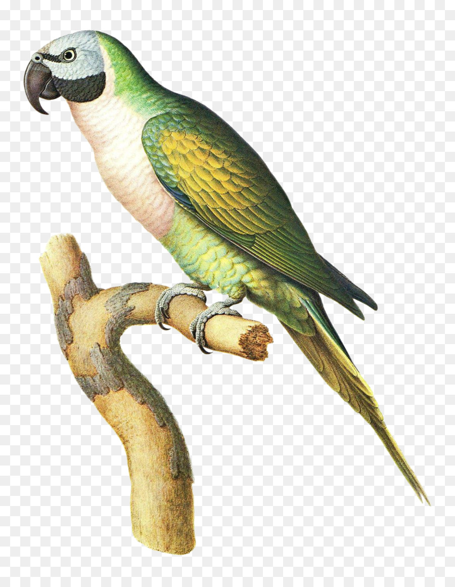 Волнистый попугайчик，Птица PNG