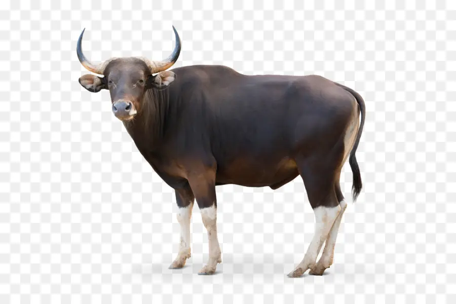 Крупный рогатый скот，бантенг PNG