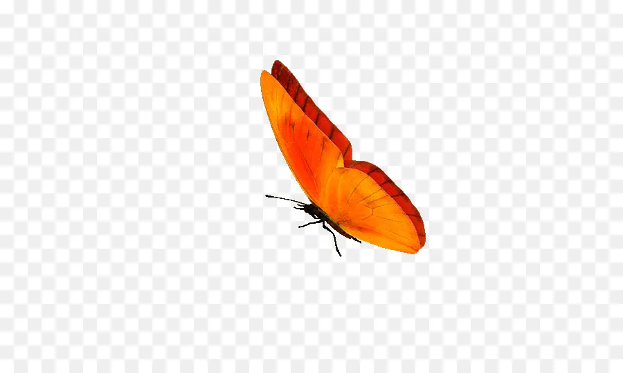 Бабочка，информация PNG