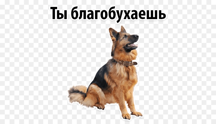 German Shepherd，Лабрадор Ретривер PNG