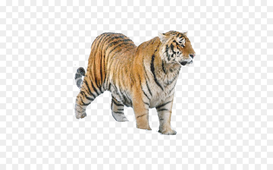 Сибирский тигр，Лев PNG