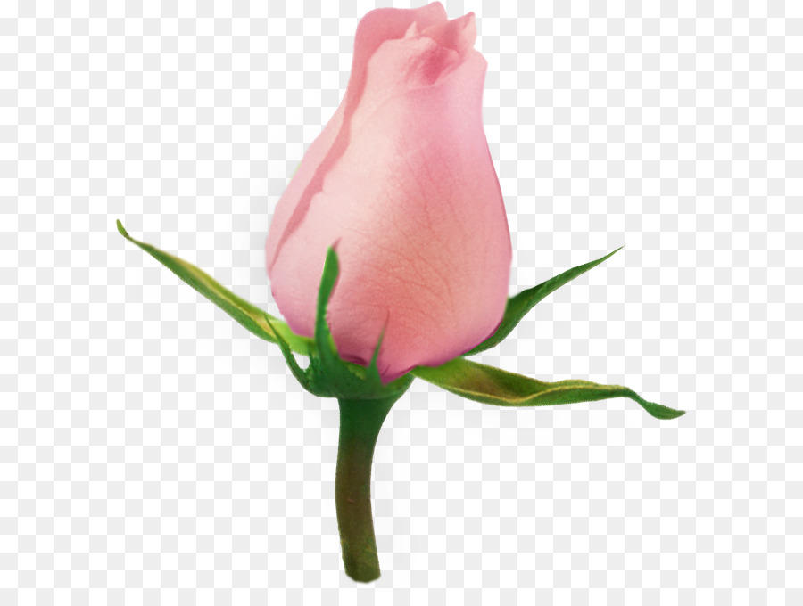 Сад роз，цветок PNG