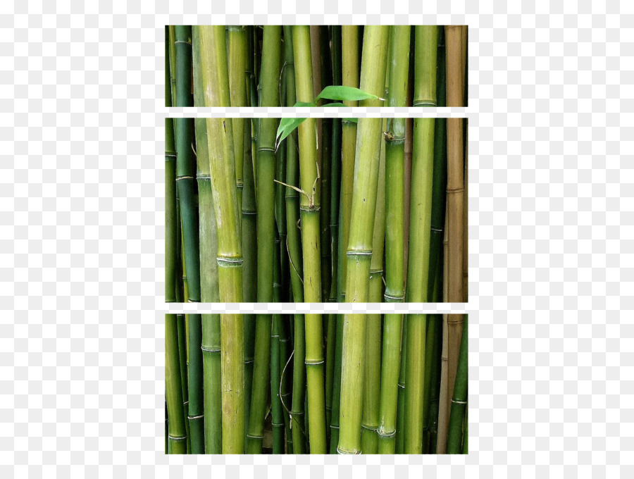 Bamboo，растения PNG