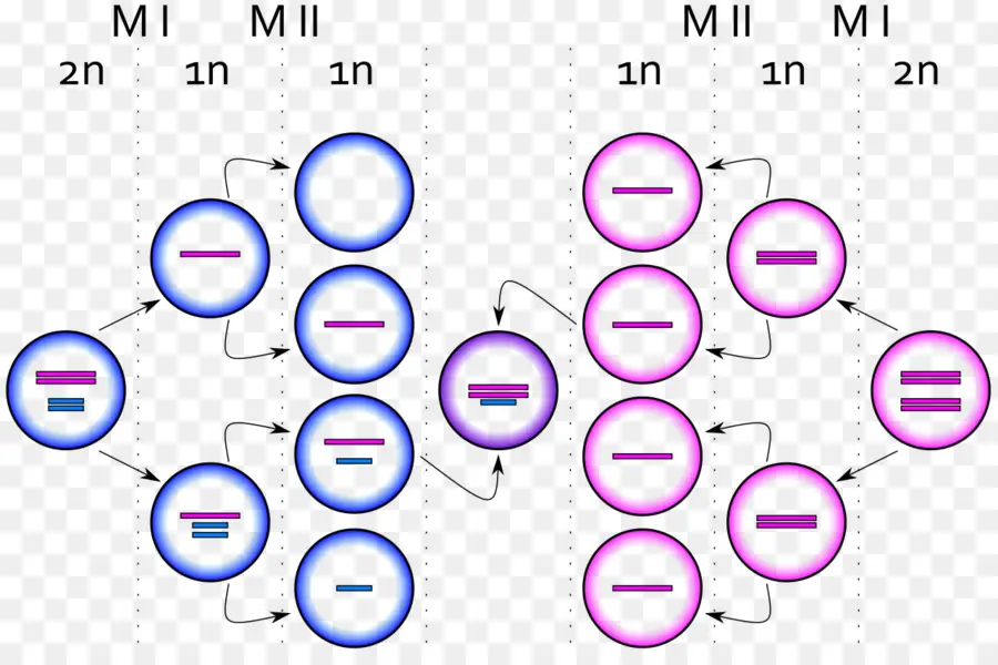 Диаграмма мейоза，клеточное деление PNG