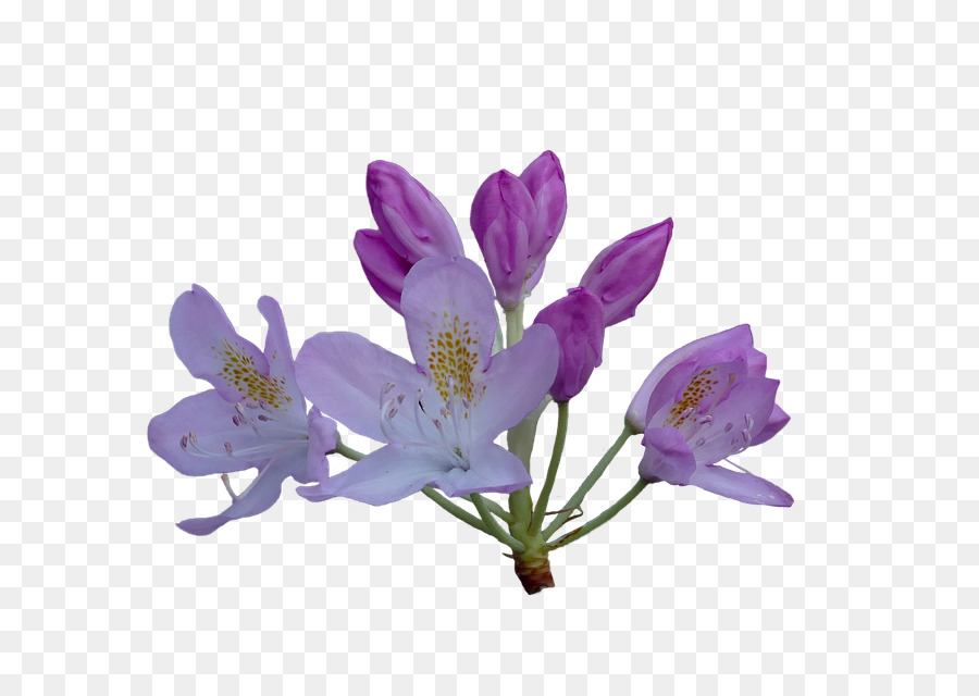 Азалия，цветок PNG
