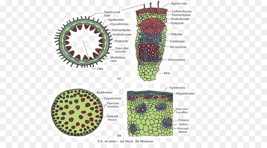 Анатомия растений ботаника. Клетка стебля двудольного растения. Ботаника анатомия растений. Строение двудольной клетки у растений. Анатомия растений картинки.