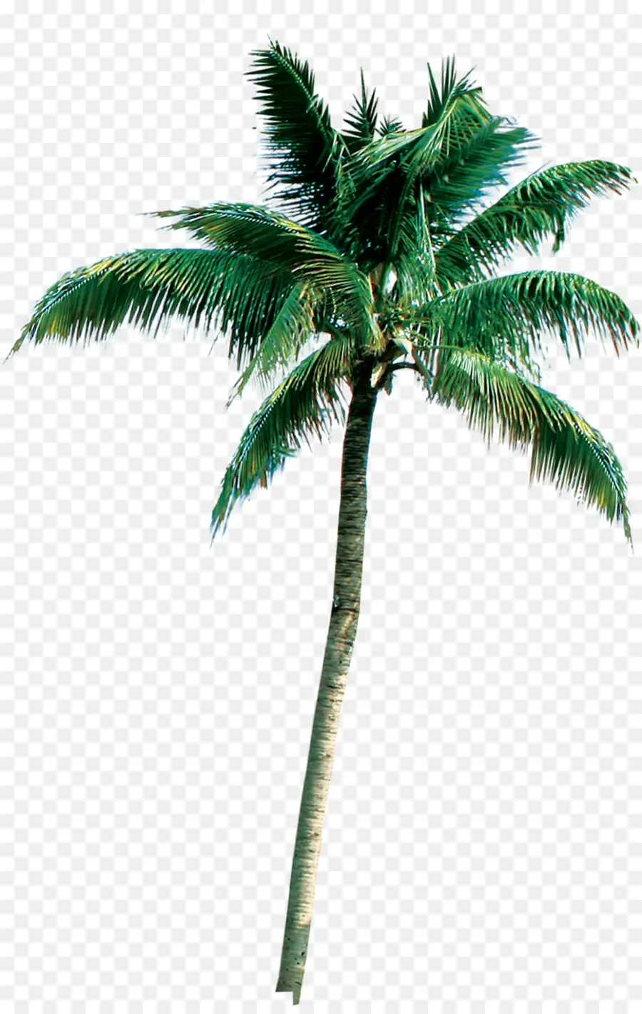 пальмы，Кокосовое PNG
