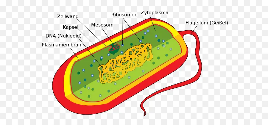 Бактерия，клетка PNG