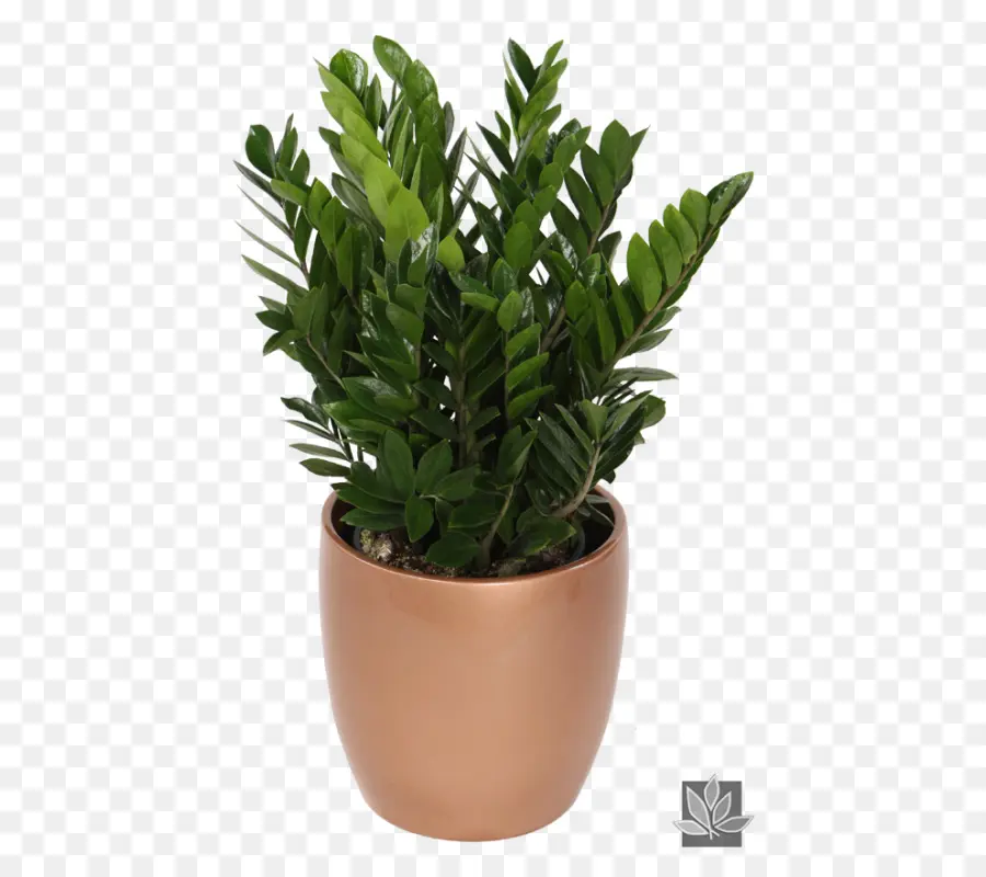 замиокулькас Zamiifolia，комнатные растения PNG