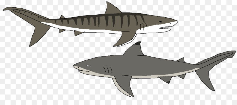 тигровая акула，Squaliform акул PNG