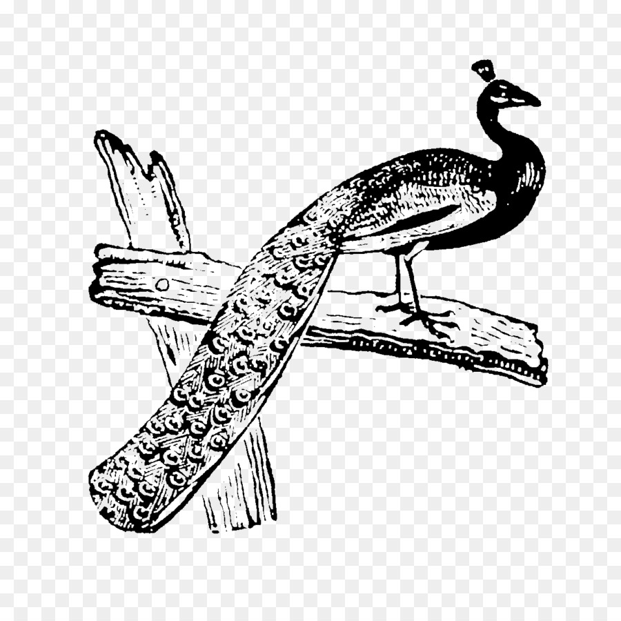 Клюв，водоплавающую птицу PNG
