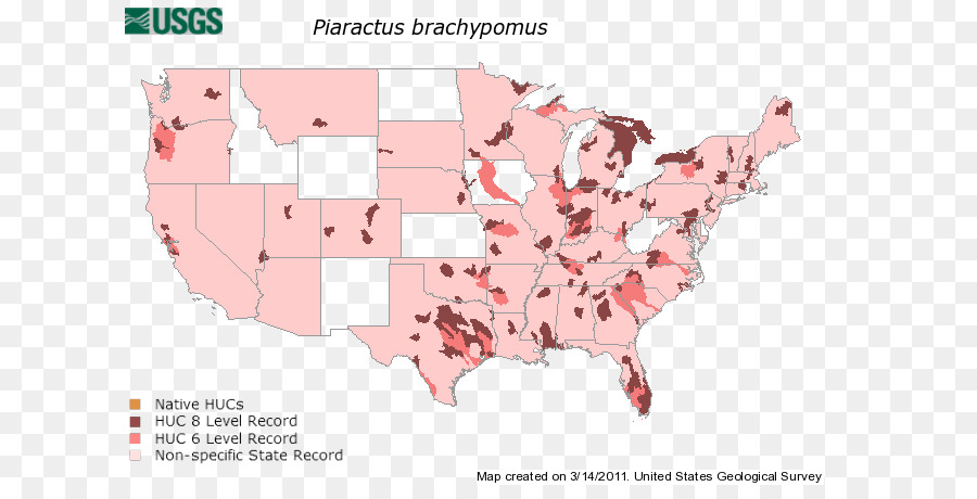 Piaractus Brachypomus，Инвазивных видов PNG