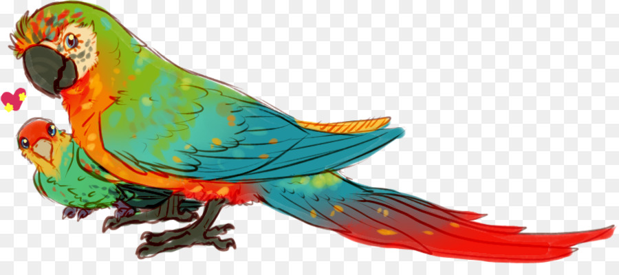 Ара，Parakeet PNG