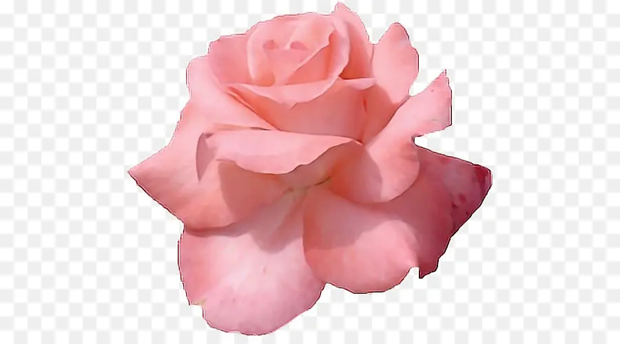 Розовые цветы，Роза PNG