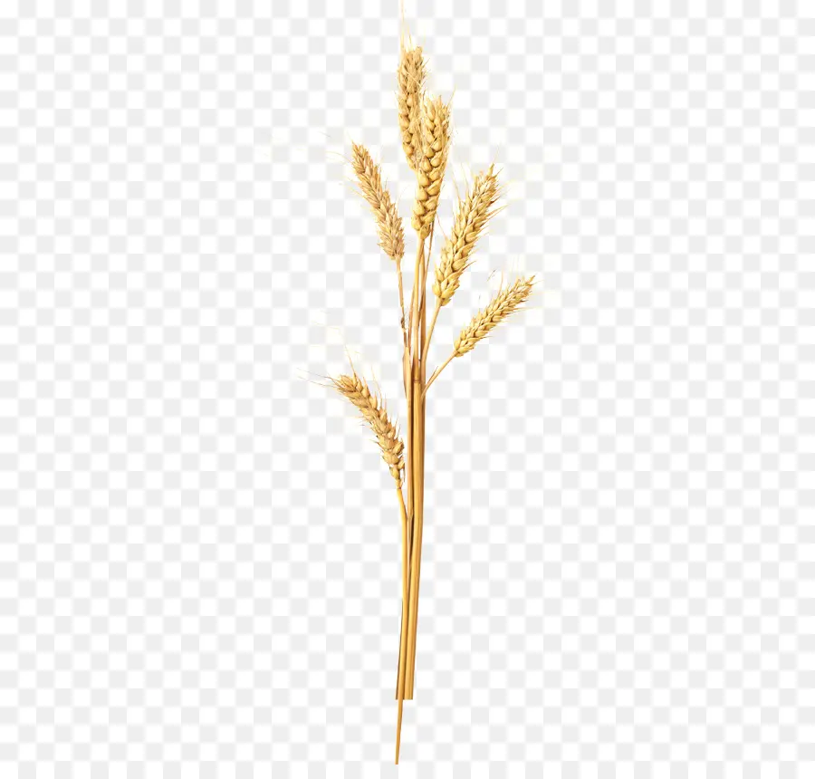 стабильной，Allbran полный келлога пшеничные хлопья PNG