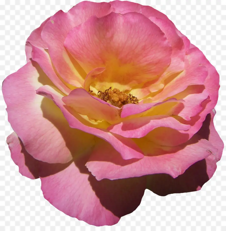 флорибунда，столистная роза PNG