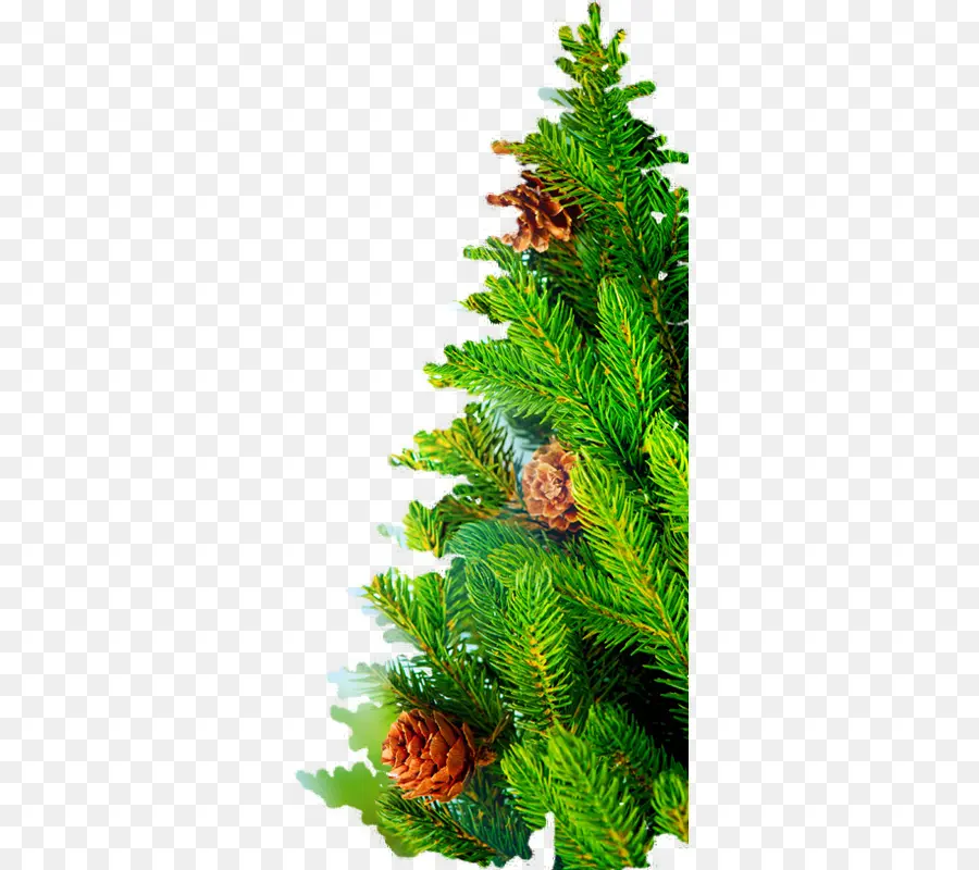 Рождественская елка，ель PNG