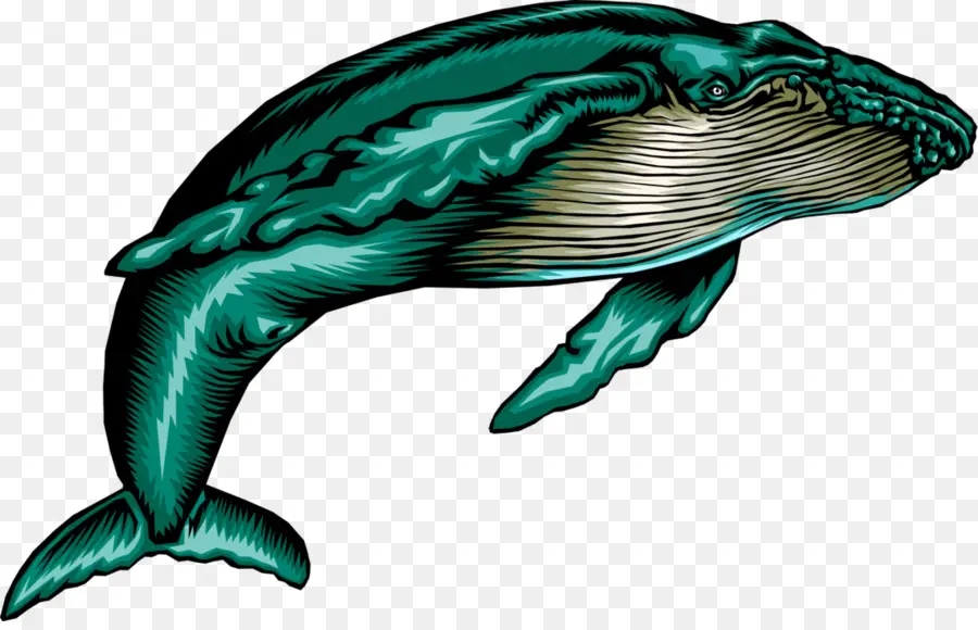 Дельфин，Горбач PNG