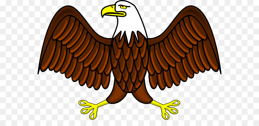 белоголовый орлан，орел PNG