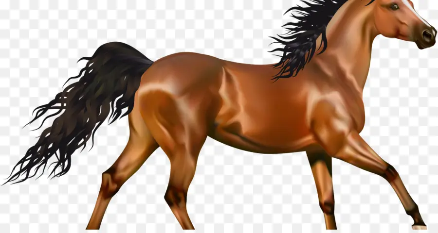 Аравийская лошадь，пони PNG