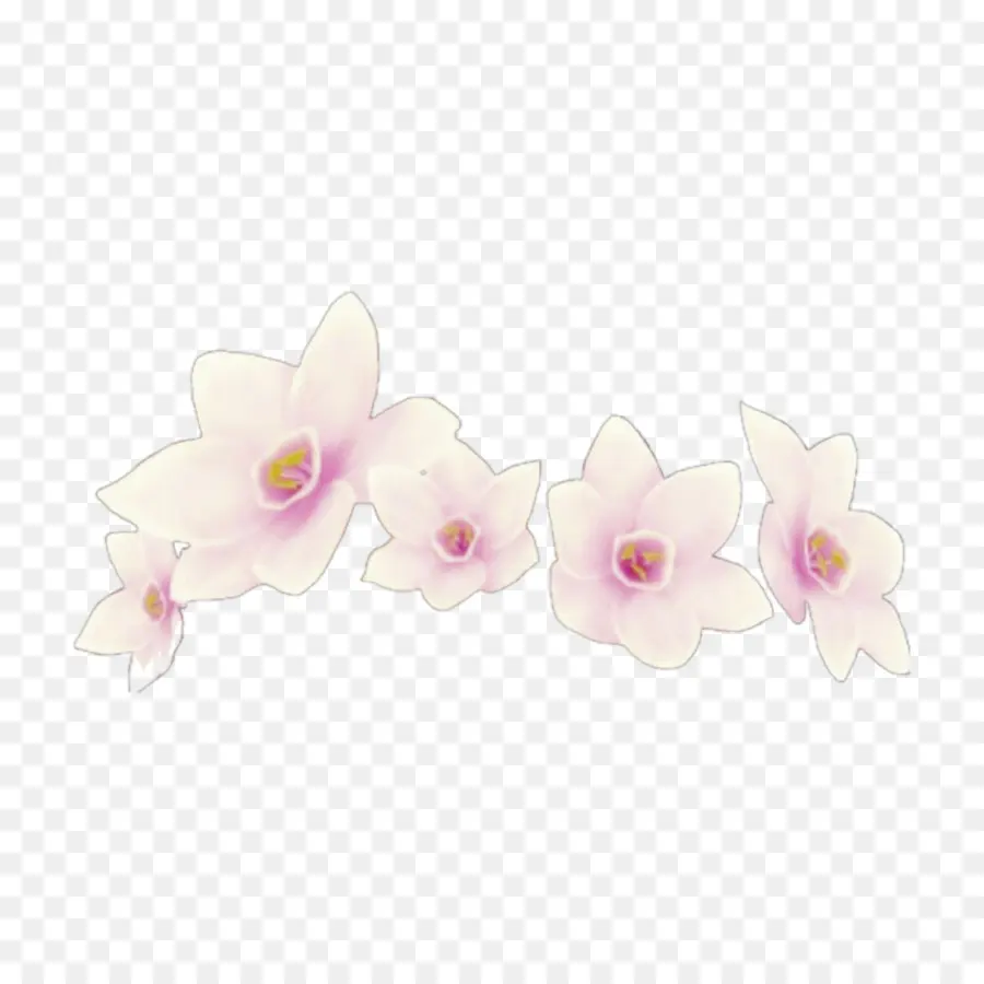 Мотылек орхидеи，Орхидеи PNG