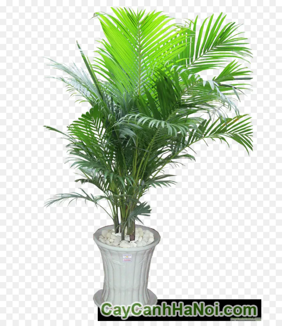 Арековая Пальма，пальмы PNG