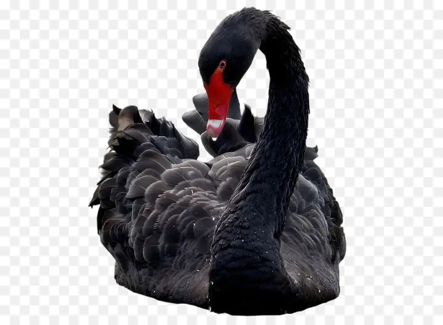 Черный Лебедь，Птица PNG
