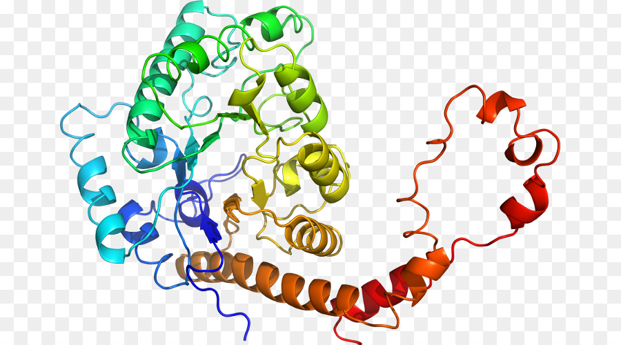 Структура белка，молекула PNG