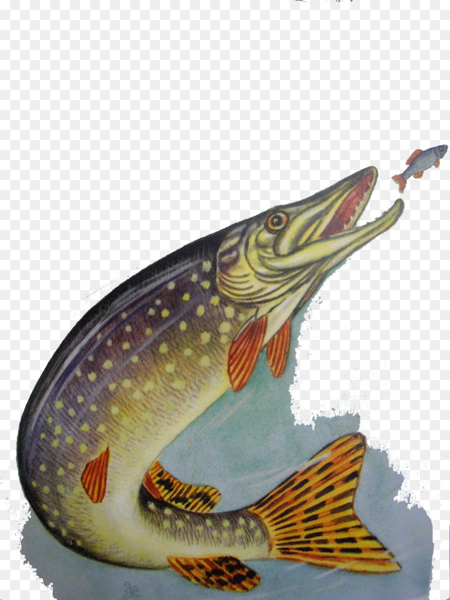 фауна，Рыбы PNG