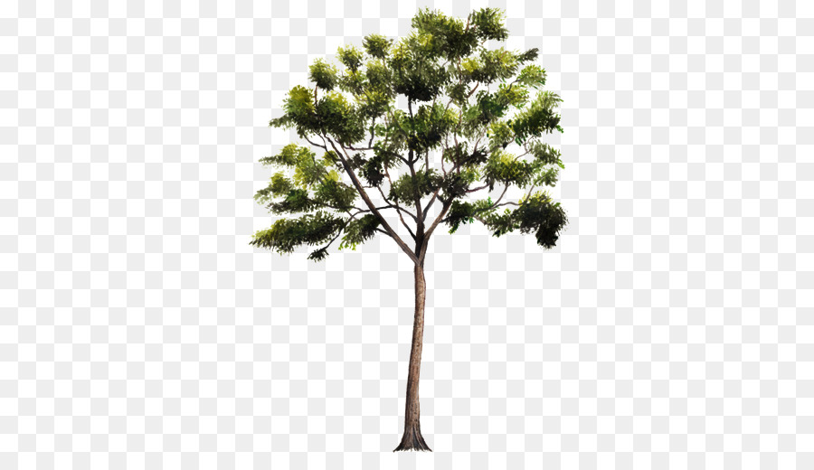 Сосна，Дерево PNG