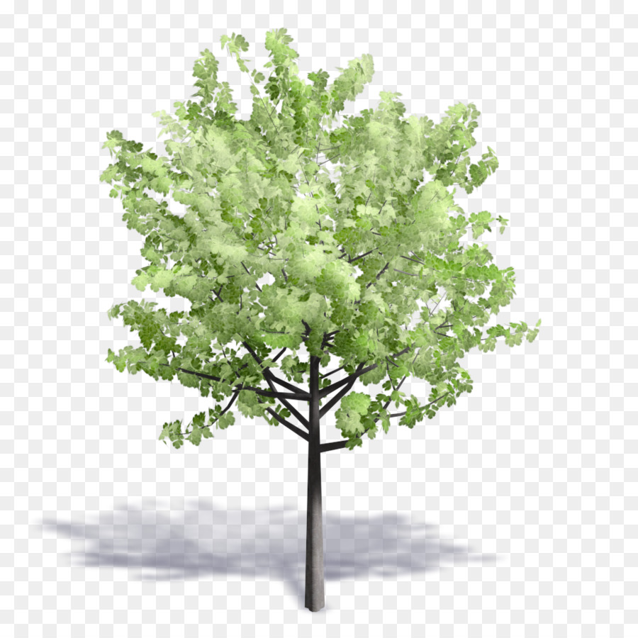 Лист，Дерево PNG