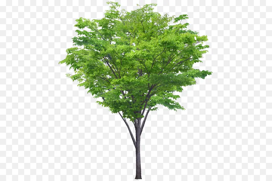 Дерево，Кустарник PNG