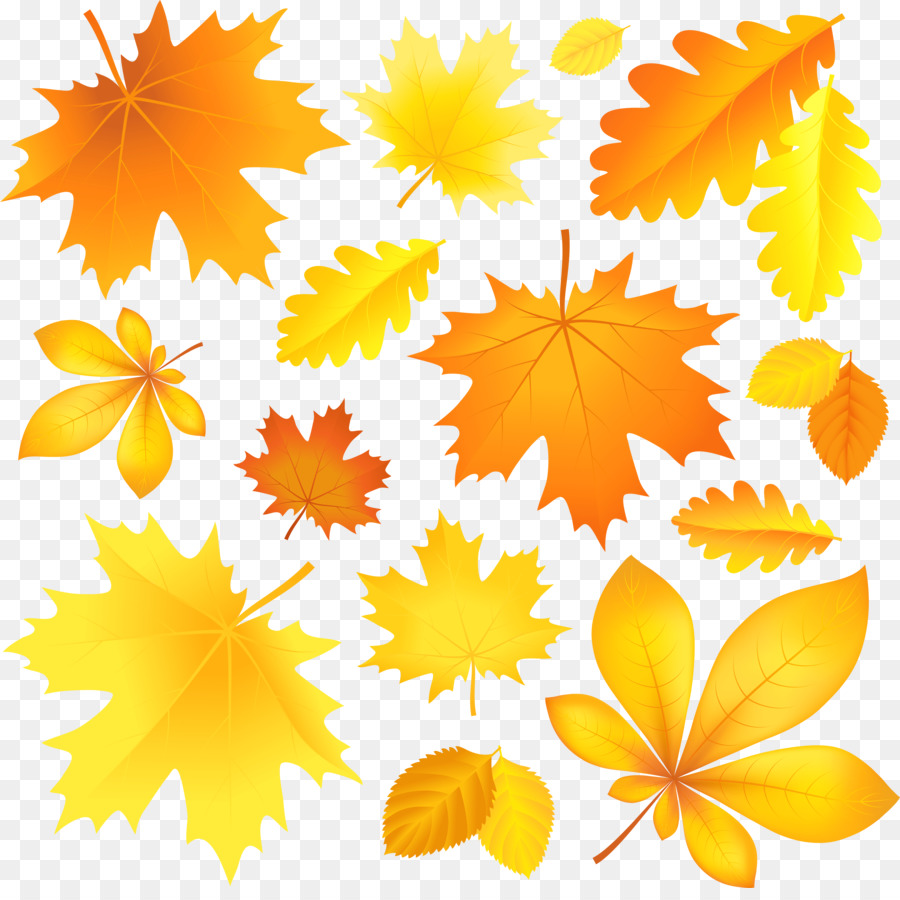 Осенняя окраска листьев，Осень PNG