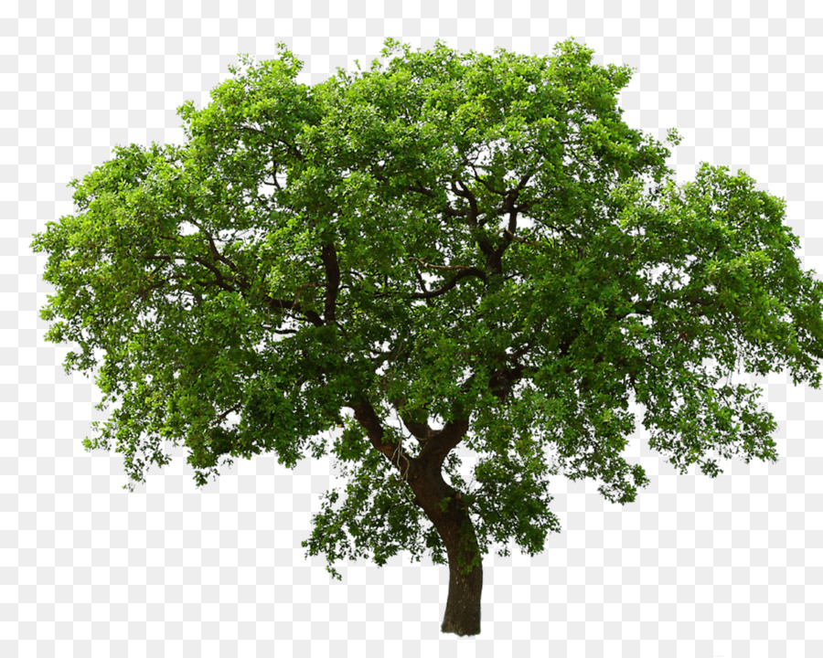 Дерево，Филиал PNG