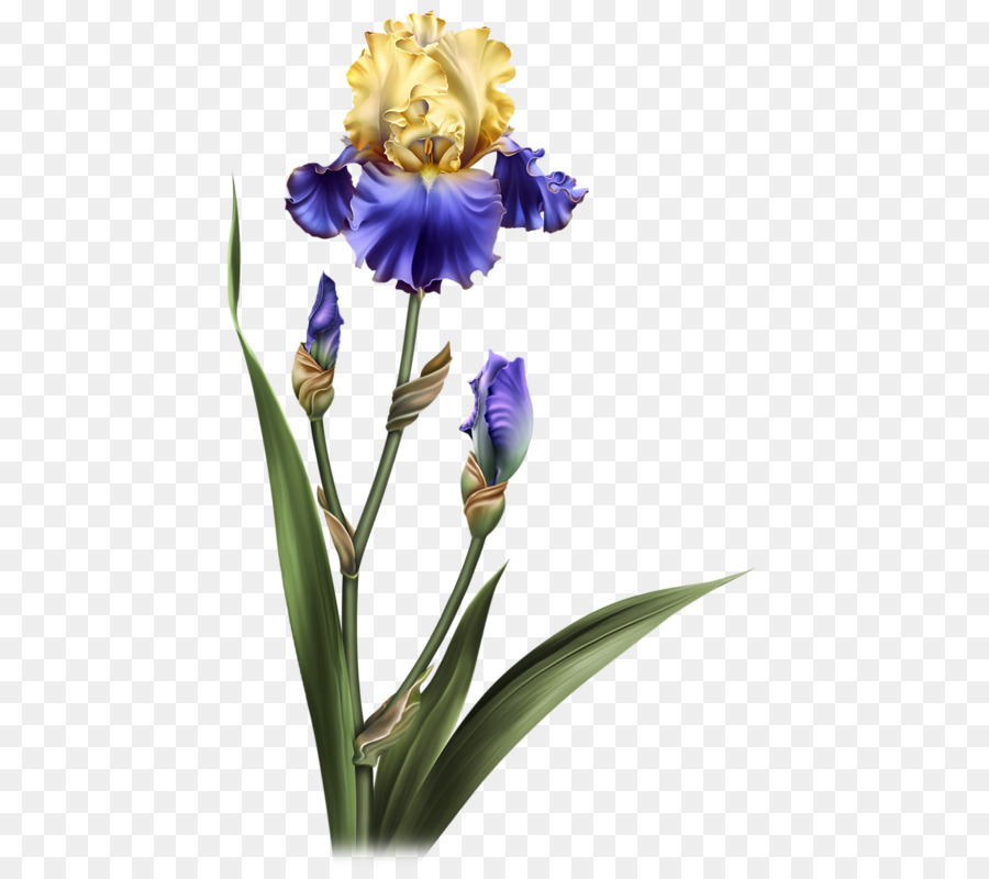 Фиалковый корень，цветок PNG