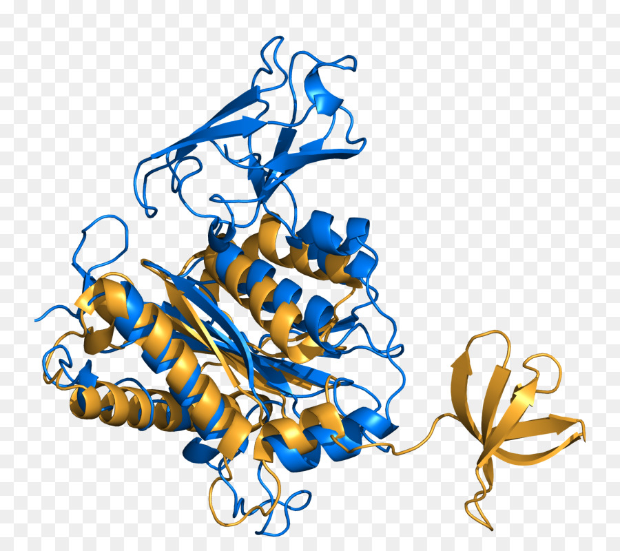 Pymol，белка PNG