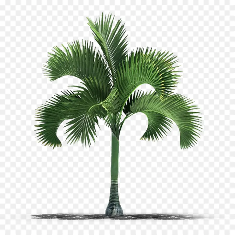 пальмы，Стоковая фотография PNG