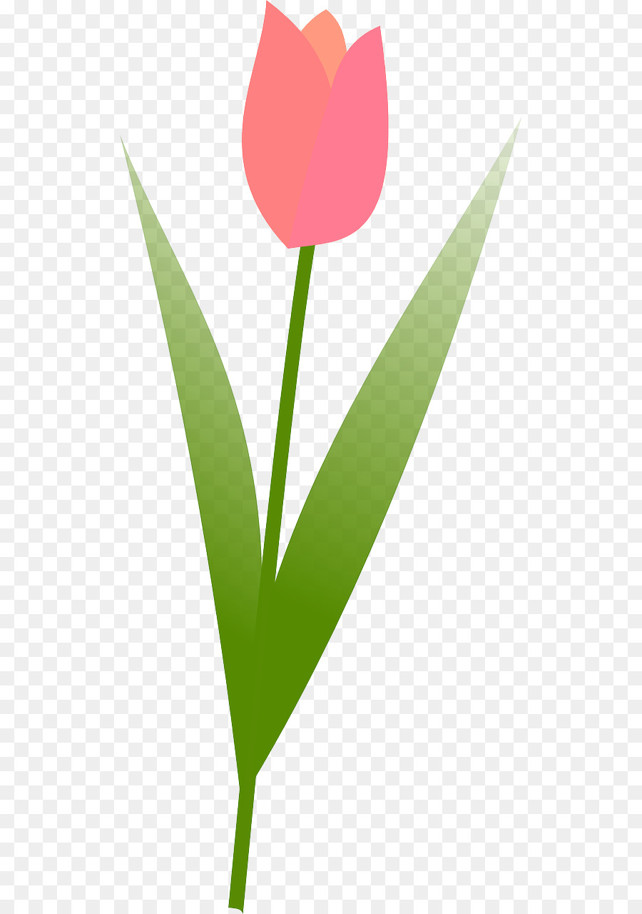 Тюльпан，Общественное достояние PNG