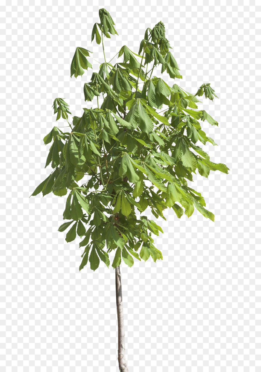 Дерево，Лист PNG