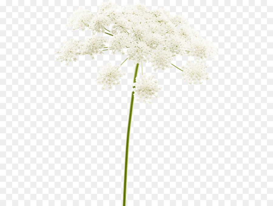 цветок，Стебель растения PNG