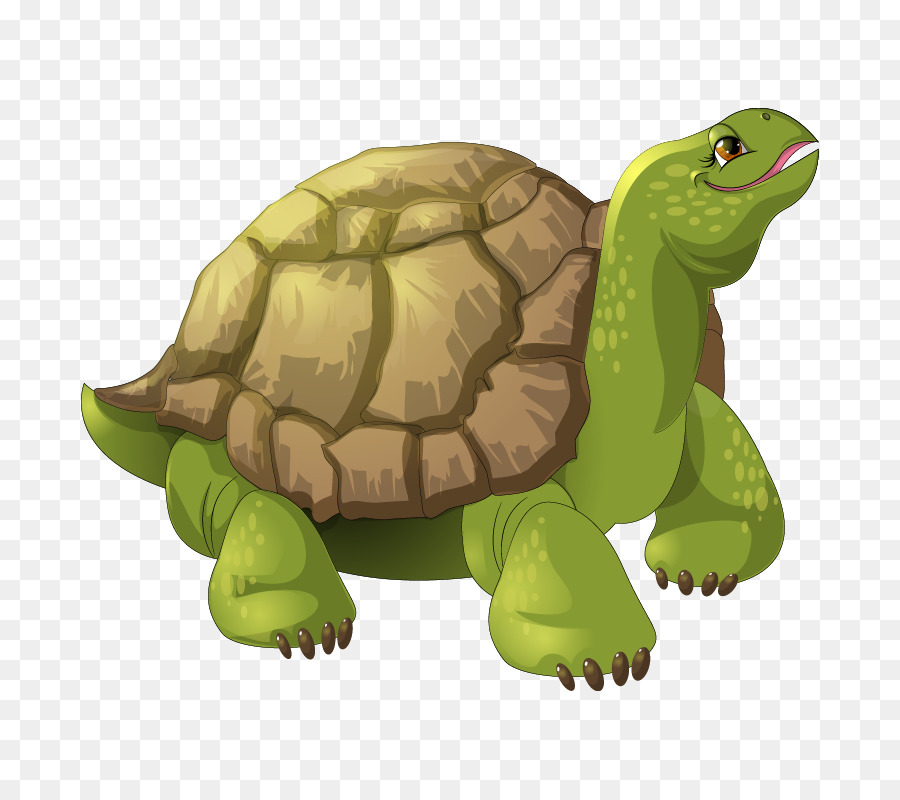 черепаха，Стоковая фотография PNG