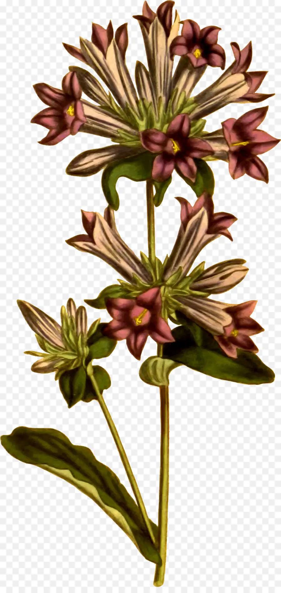 Полотенце，Ботаническая иллюстрация PNG