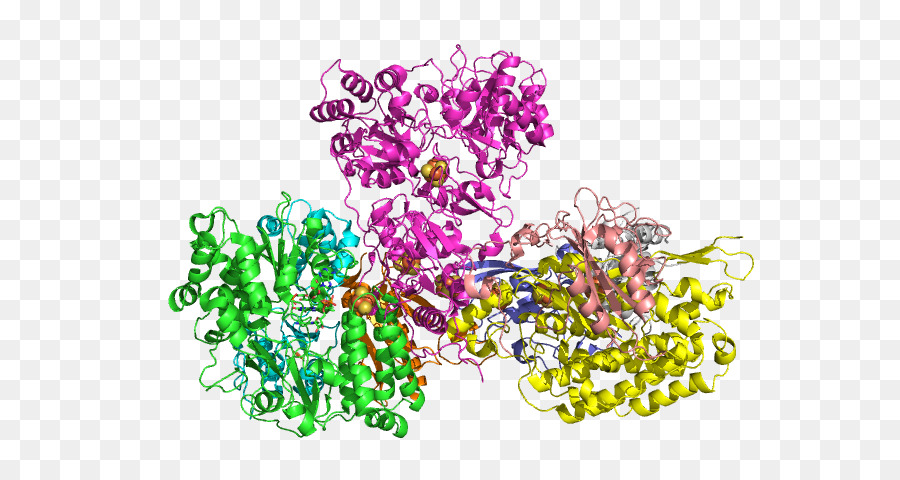 Структура белка，Молекула PNG