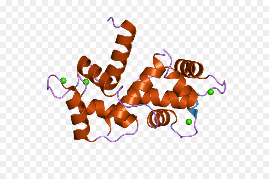 Белок s100 у ребенка. Кальмодулин. Кальмодулин структура. Белок b50. ROR Alpha Protein.