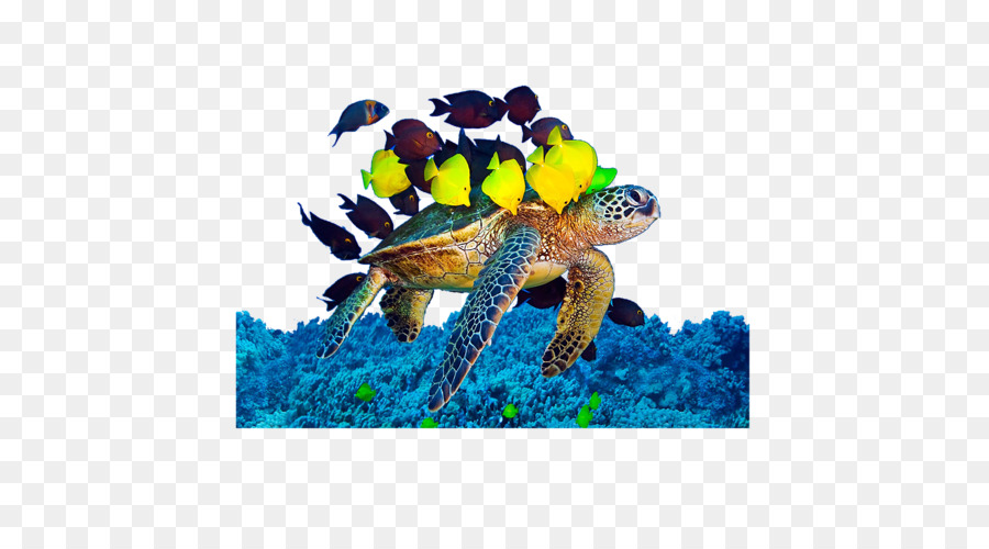 головастая морская черепаха，черепаха PNG