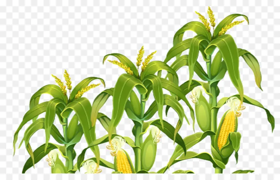 кукуруза，поле кукурузы PNG