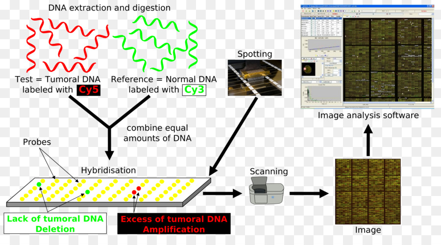 Сравнительная геномная гибридизация，ДНК микрочип PNG
