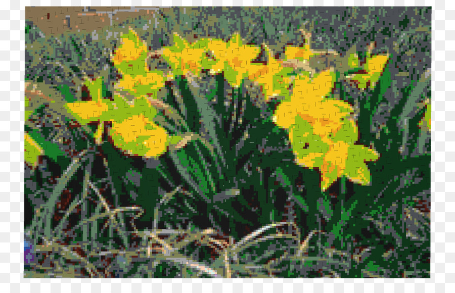 Narcissus，Травянистое растение PNG
