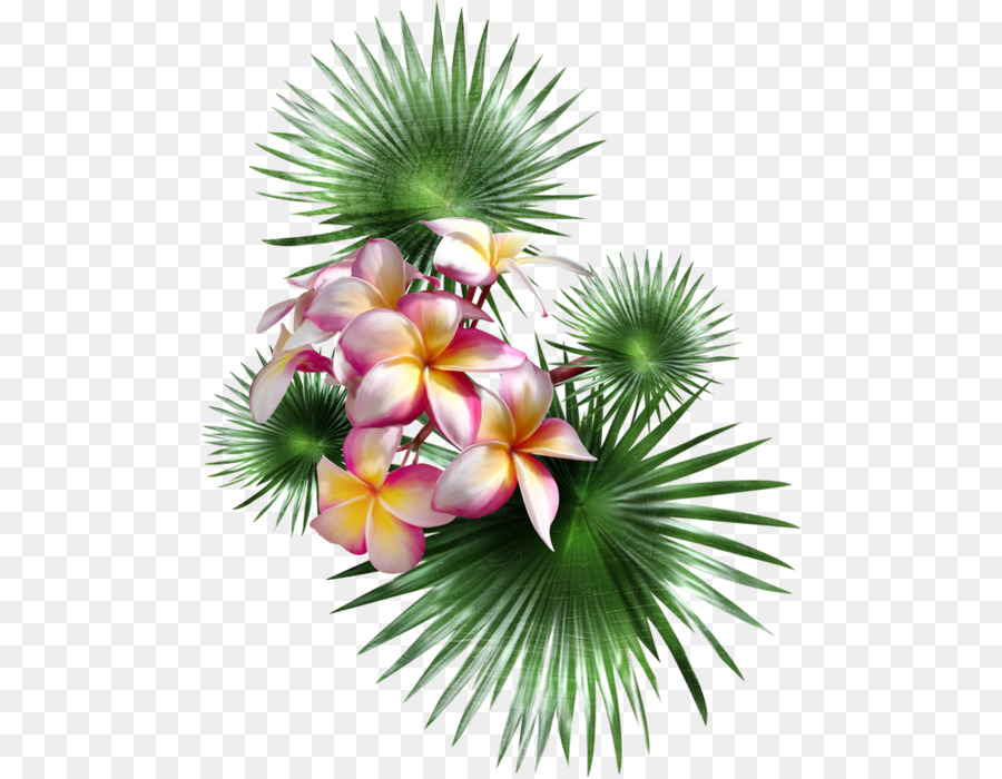 пальмы，цветок PNG